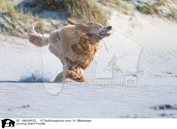 running Giant Poodle / AM-04622