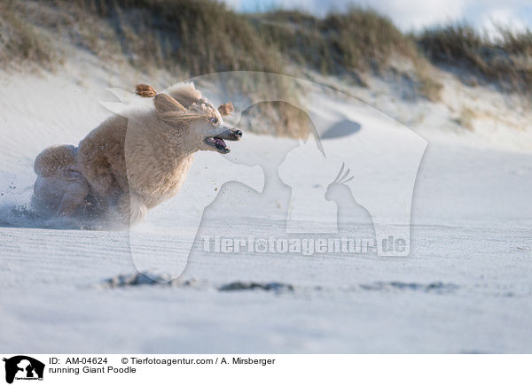 running Giant Poodle / AM-04624