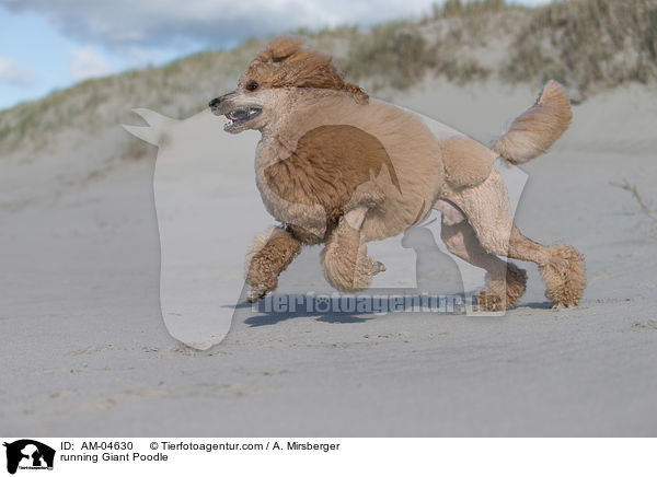 running Giant Poodle / AM-04630