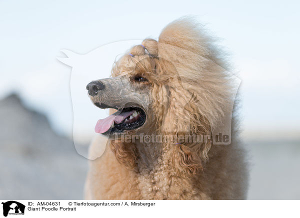 Giant Poodle Portrait / AM-04631