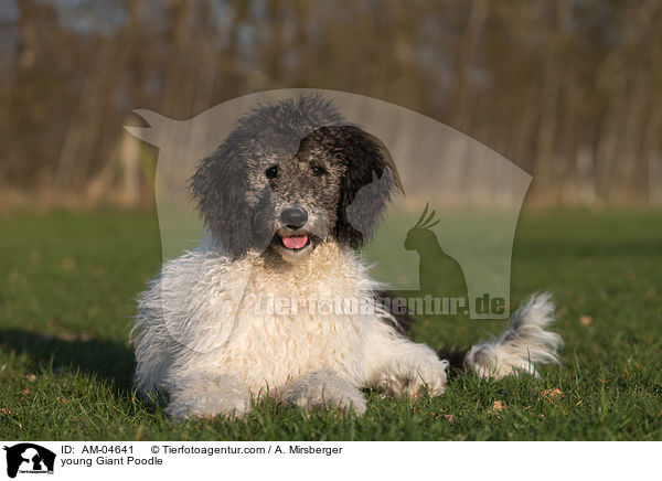 junger Gropudel / young Giant Poodle / AM-04641