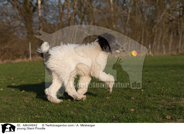 junger Gropudel / young Giant Poodle / AM-04642