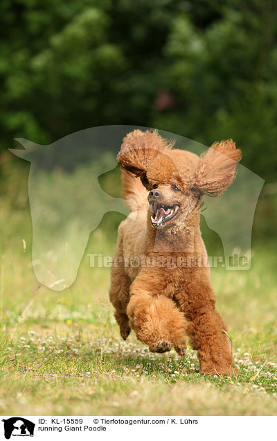 running Giant Poodle / KL-15559