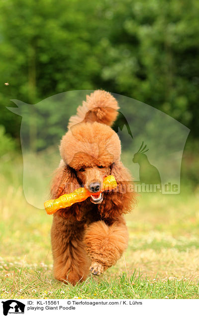 playing Giant Poodle / KL-15561