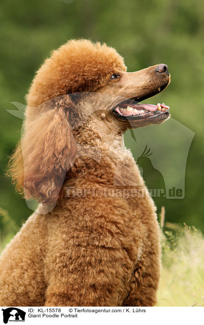Giant Poodle Portrait / KL-15578