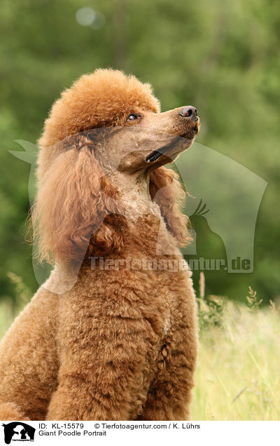 Giant Poodle Portrait / KL-15579