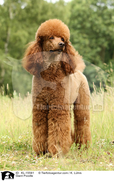 Giant Poodle / KL-15581