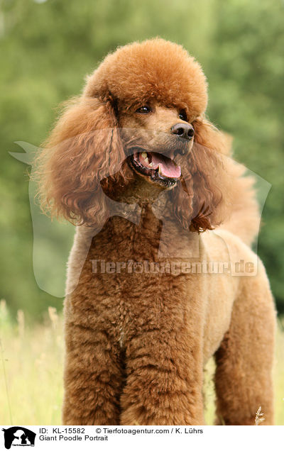 Giant Poodle Portrait / KL-15582