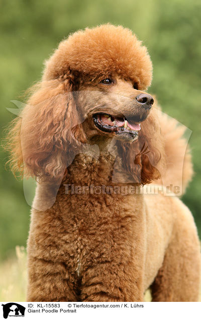 Giant Poodle Portrait / KL-15583