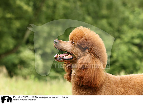 Giant Poodle Portrait / KL-15585