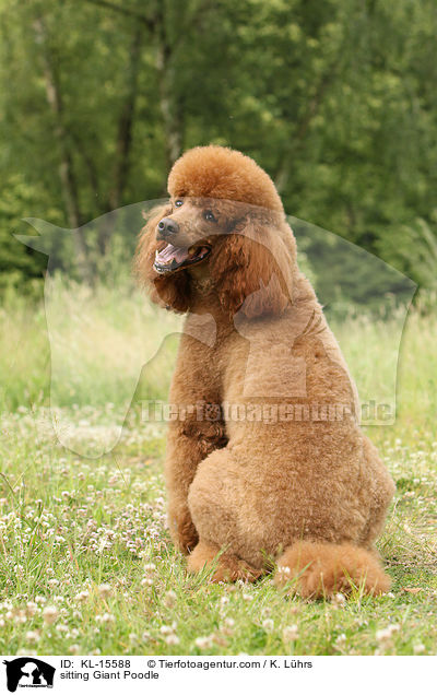 sitting Giant Poodle / KL-15588