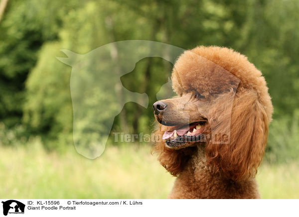 Gropudel Portrait / Giant Poodle Portrait / KL-15596