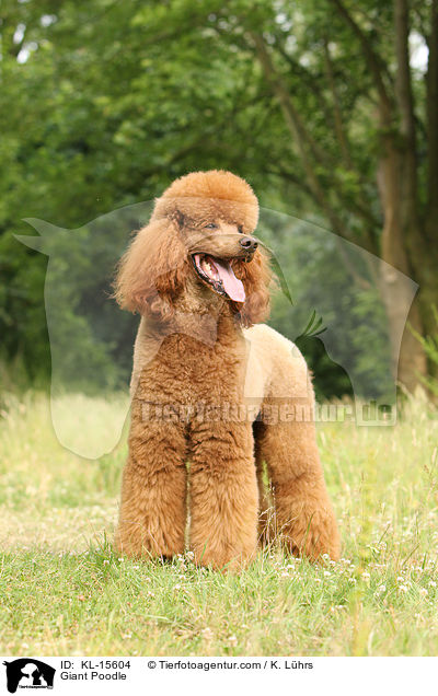 Giant Poodle / KL-15604