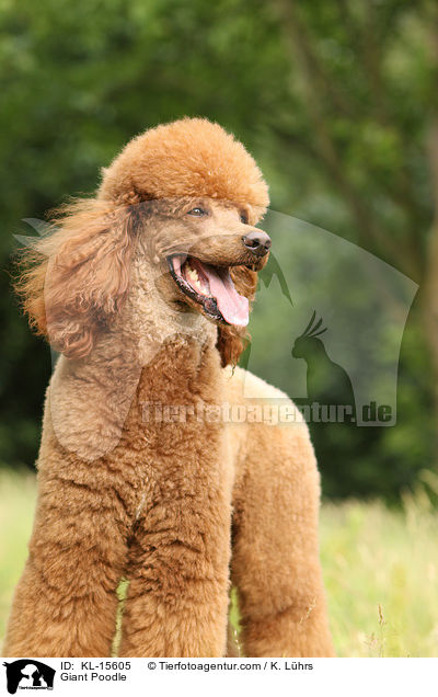 Giant Poodle / KL-15605