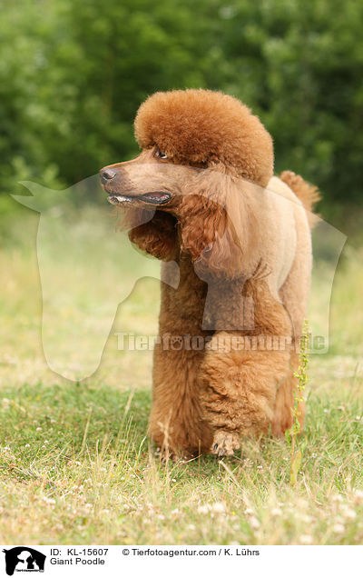 Giant Poodle / KL-15607