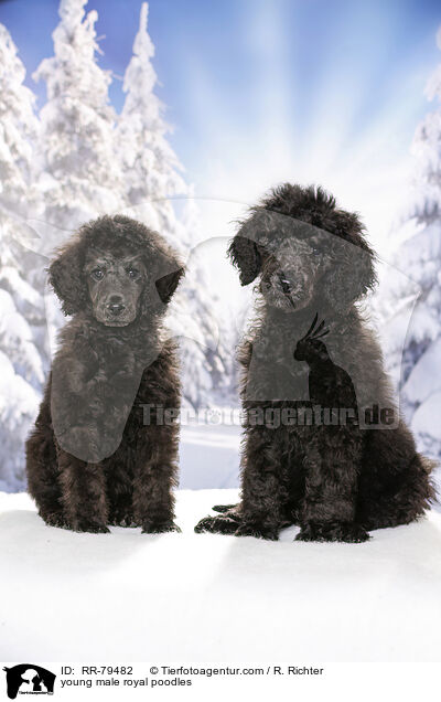 young male royal poodles / RR-79482