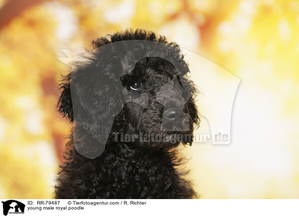 junger Gropudel Rde / young male royal poodle / RR-79487