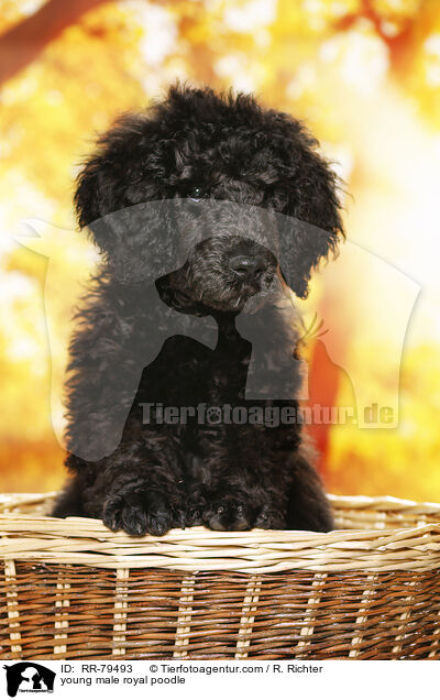 junger Gropudel Rde / young male royal poodle / RR-79493