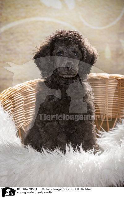 junger Gropudel Rde / young male royal poodle / RR-79504