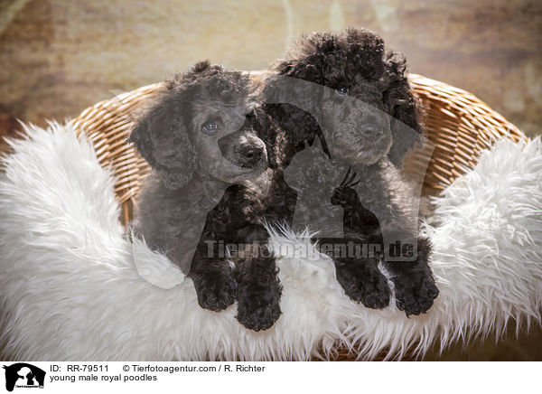 junge Gropudel Rden / young male royal poodles / RR-79511