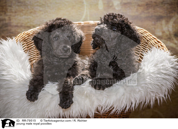 junge Gropudel Rden / young male royal poodles / RR-79515