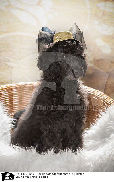 young male royal poodle / RR-79517