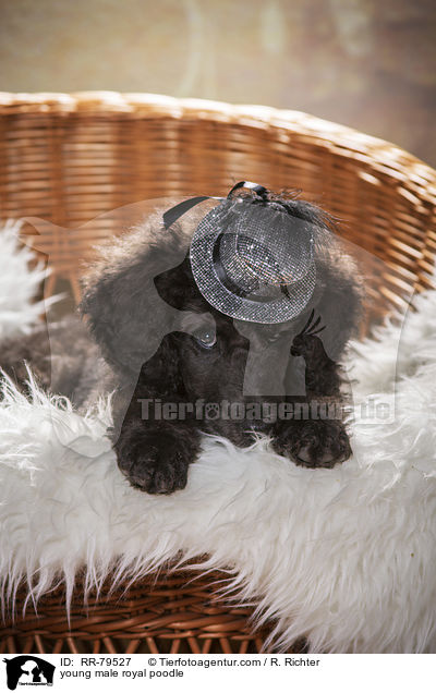 young male royal poodle / RR-79527