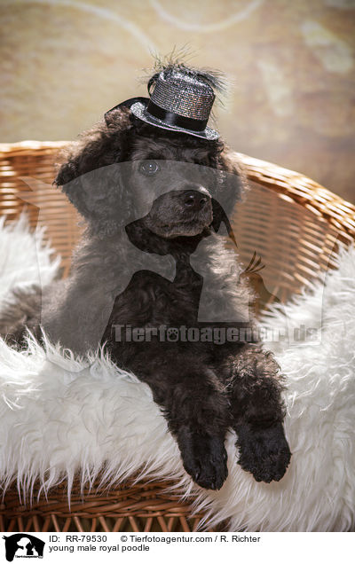 young male royal poodle / RR-79530