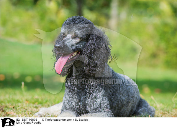 liegender Gropudel / lying Giant Poodle / SST-16803