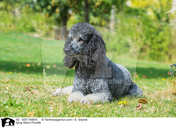 liegender Gropudel / lying Giant Poodle / SST-16805