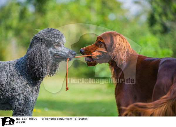2 Hunde / 2 dogs / SST-16809