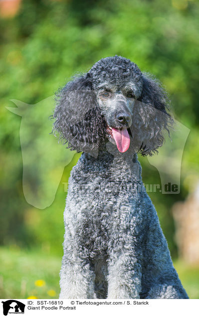Gropudel Portrait / Giant Poodle Portrait / SST-16810