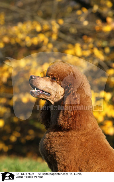 Gropudel Portrait / Giant Poodle Portrait / KL-17596
