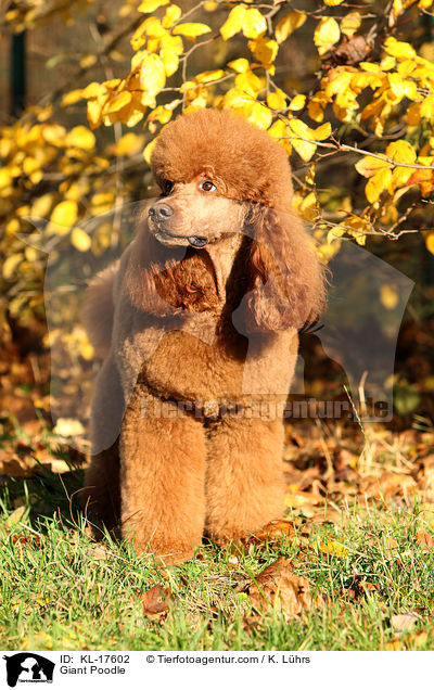 Giant Poodle / KL-17602