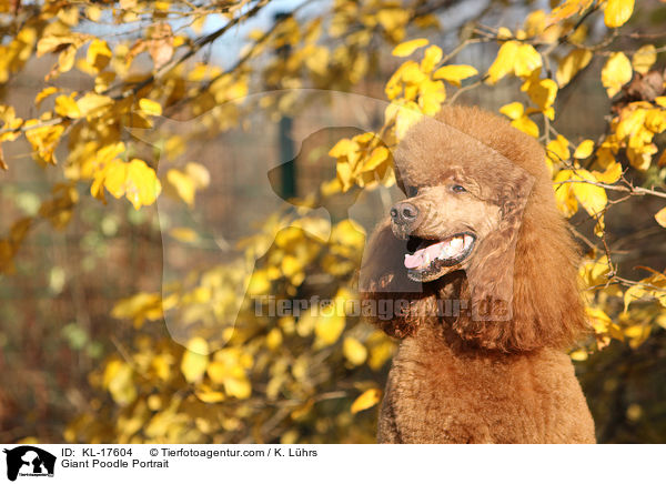 Giant Poodle Portrait / KL-17604