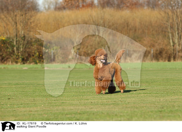 laufender Gropudel / walking Giant Poodle / KL-17619