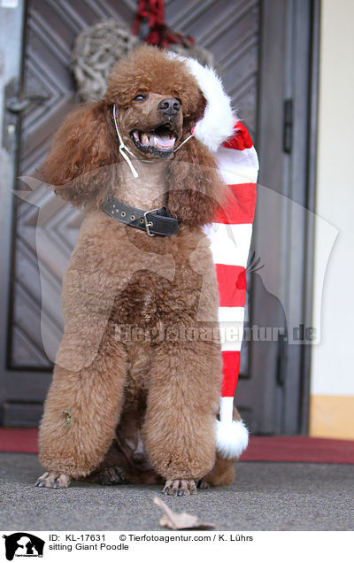 sitzender Gropudel / sitting Giant Poodle / KL-17631