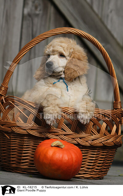 Gropudel Welpe / Giant Poodle Puppy / KL-18215