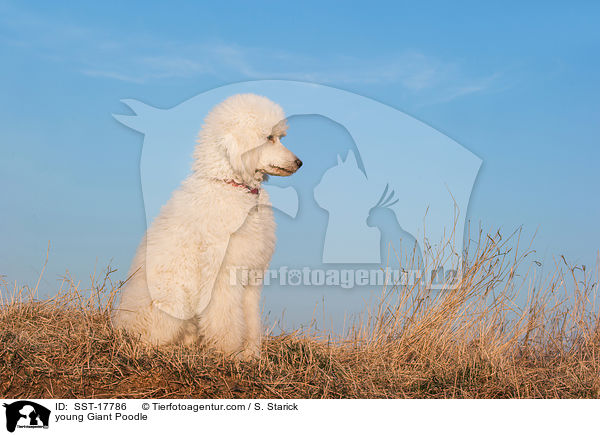 junger Gropudel / young Giant Poodle / SST-17786