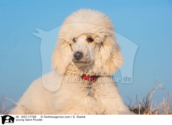 junger Gropudel / young Giant Poodle / SST-17788