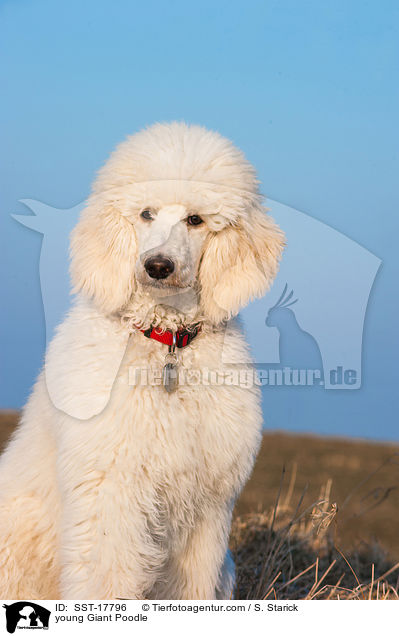 junger Gropudel / young Giant Poodle / SST-17796