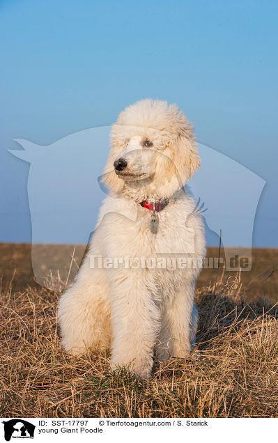 junger Gropudel / young Giant Poodle / SST-17797