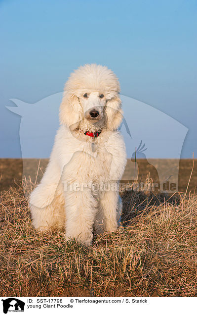 junger Gropudel / young Giant Poodle / SST-17798