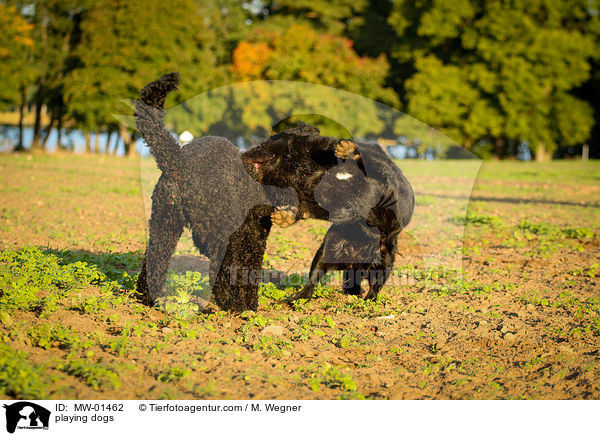 spielende Hunde / playing dogs / MW-01462
