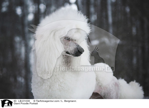 Gropudel Portrait / Giant Poodle Portrait / LB-01439