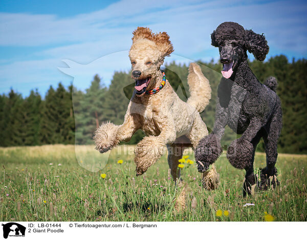 2 Gropudel / 2 Giant Poodle / LB-01444