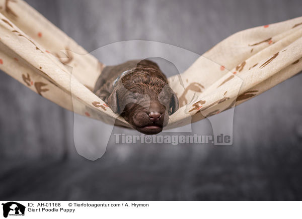 Gropudel Welpe / Giant Poodle Puppy / AH-01168