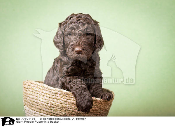 Giant Poodle Puppy in a basket / AH-01176
