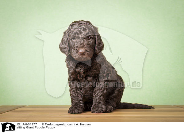 sitzender Gropudel Welpe / sitting Giant Poodle Puppy / AH-01177