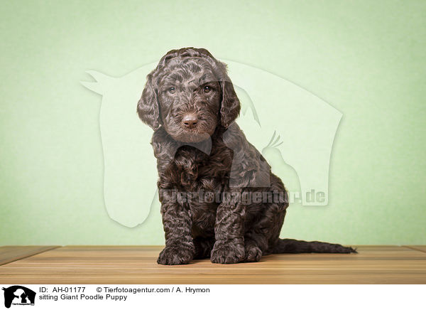 sitting Giant Poodle Puppy / AH-01177